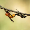 Harlequin Fly (mating)