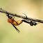 Harlequin Fly (mating)