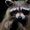 North American Raccoon