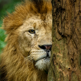 Vision  by Binoka Nadiranga - Animals Lions, Tigers & Big Cats