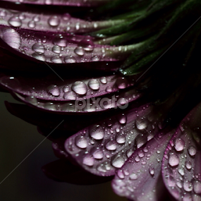 by Md Mamunur Rahman - Nature Up Close Natural Waterdrops