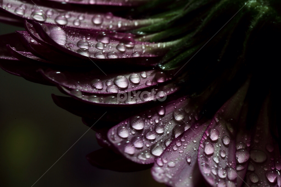 by Md Mamunur Rahman - Nature Up Close Natural Waterdrops