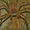 Hunstman Spider
