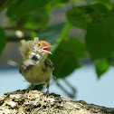 Dark-Necked Tailorbird?