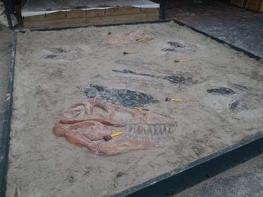 Dinosaur Excavation