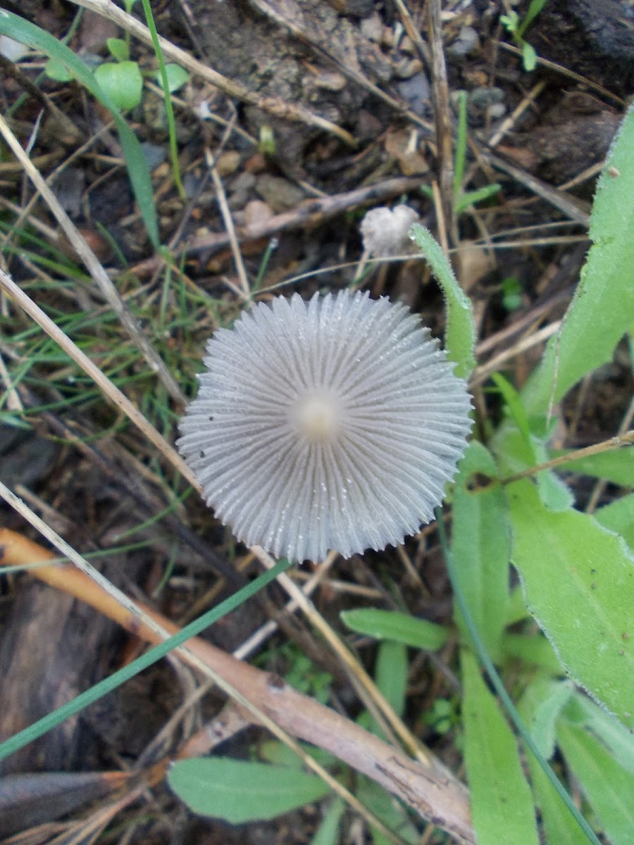 Coprinellus mushroom (κοπρινέλλος)