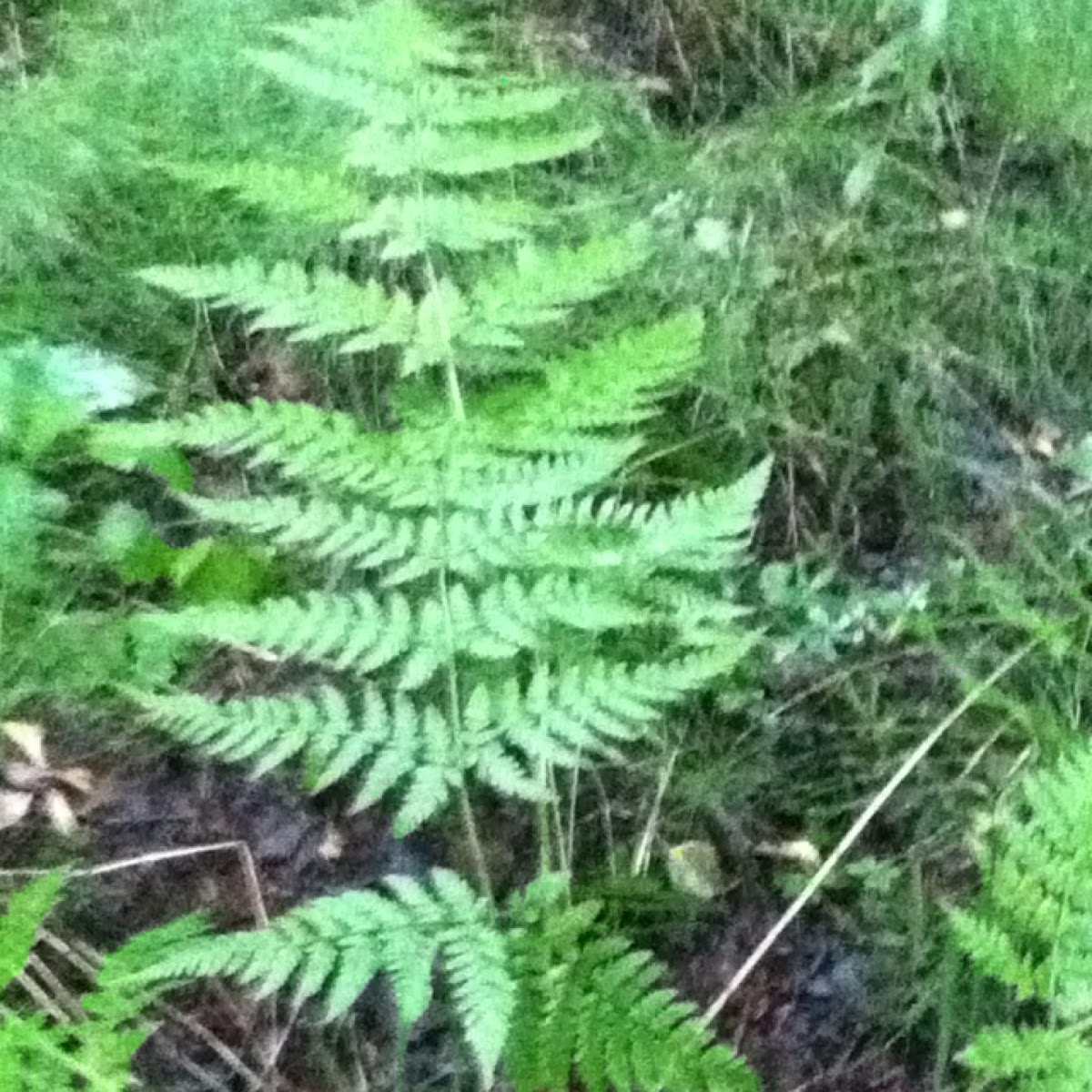 Western oak fern