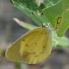 Little Yellow Butterfly (female)
