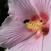Hibiscus sp
