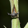 Horned Treehopper