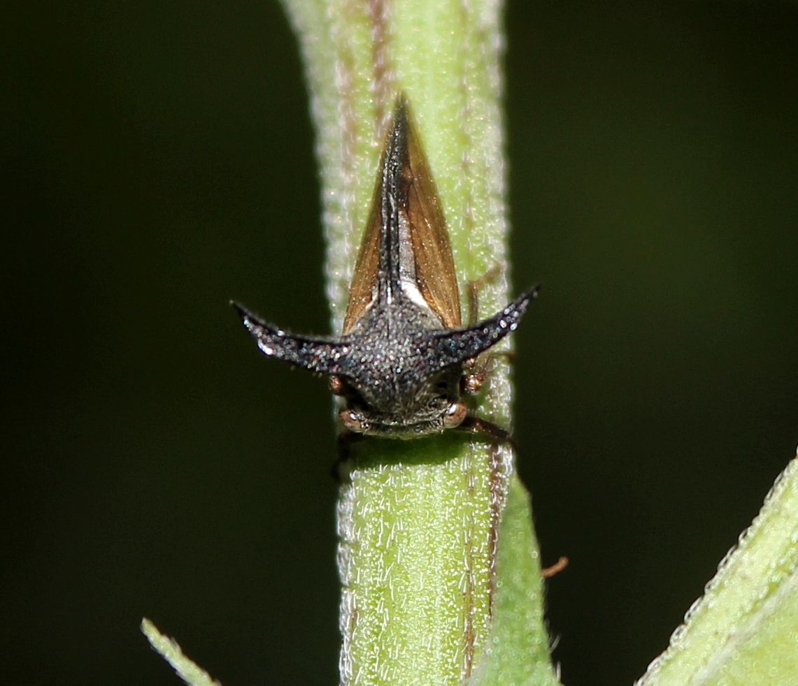 Horned Treehopper