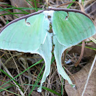 Luna Moth (deceased)