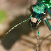 Six-spotted tiger beetle