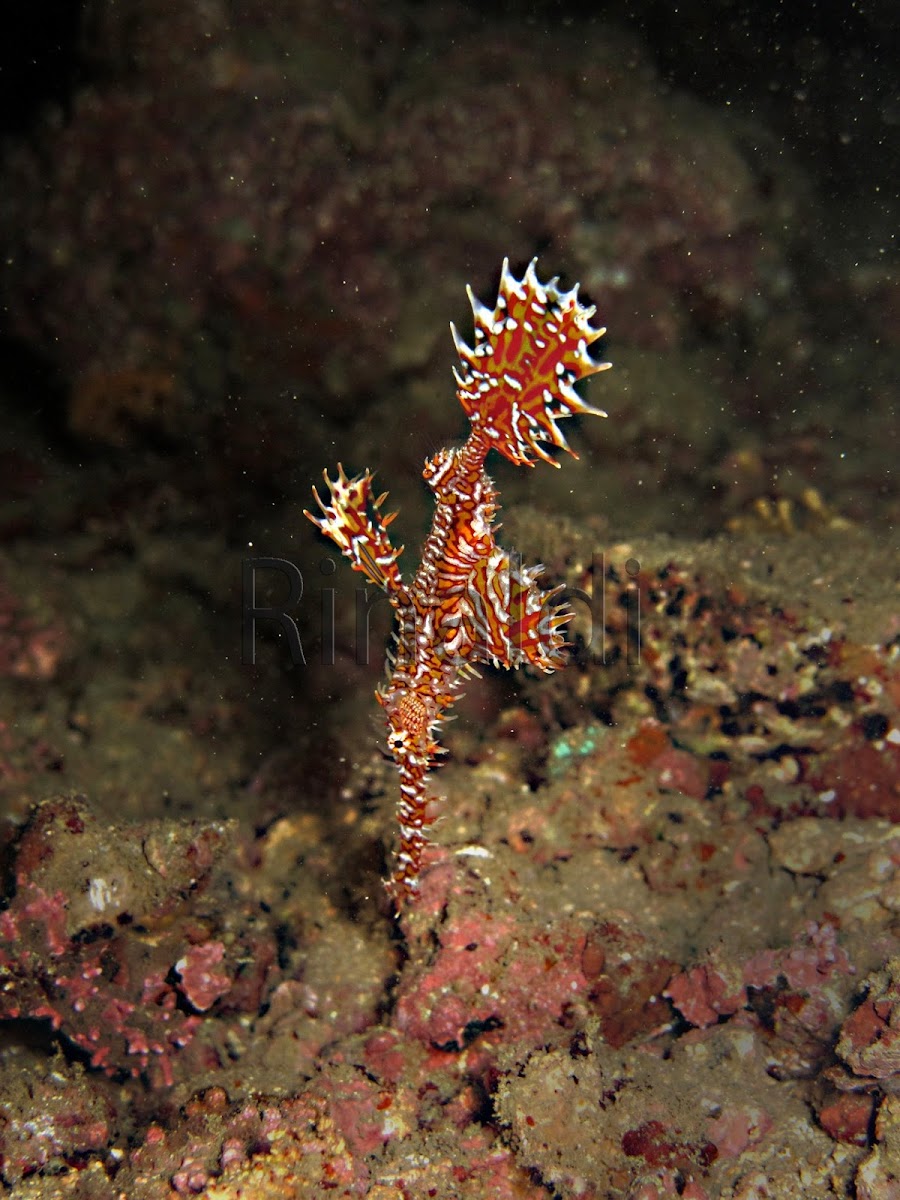 Ornate Ghost Pipefish