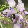Appositus Bumblebee