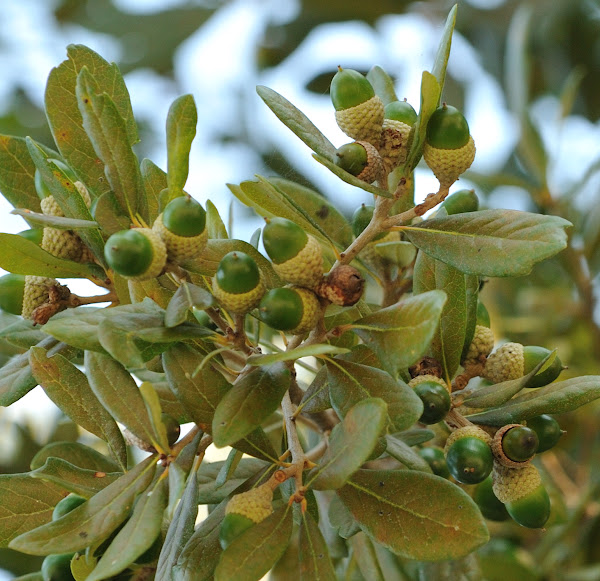 texas live oak | Project Noah