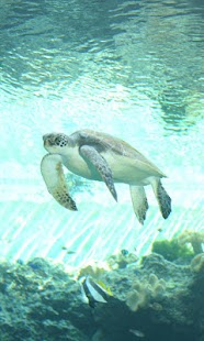 How to download The turtles wallpaper01 1.0.0 apk for laptop