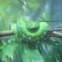 Emerald Tree Boa