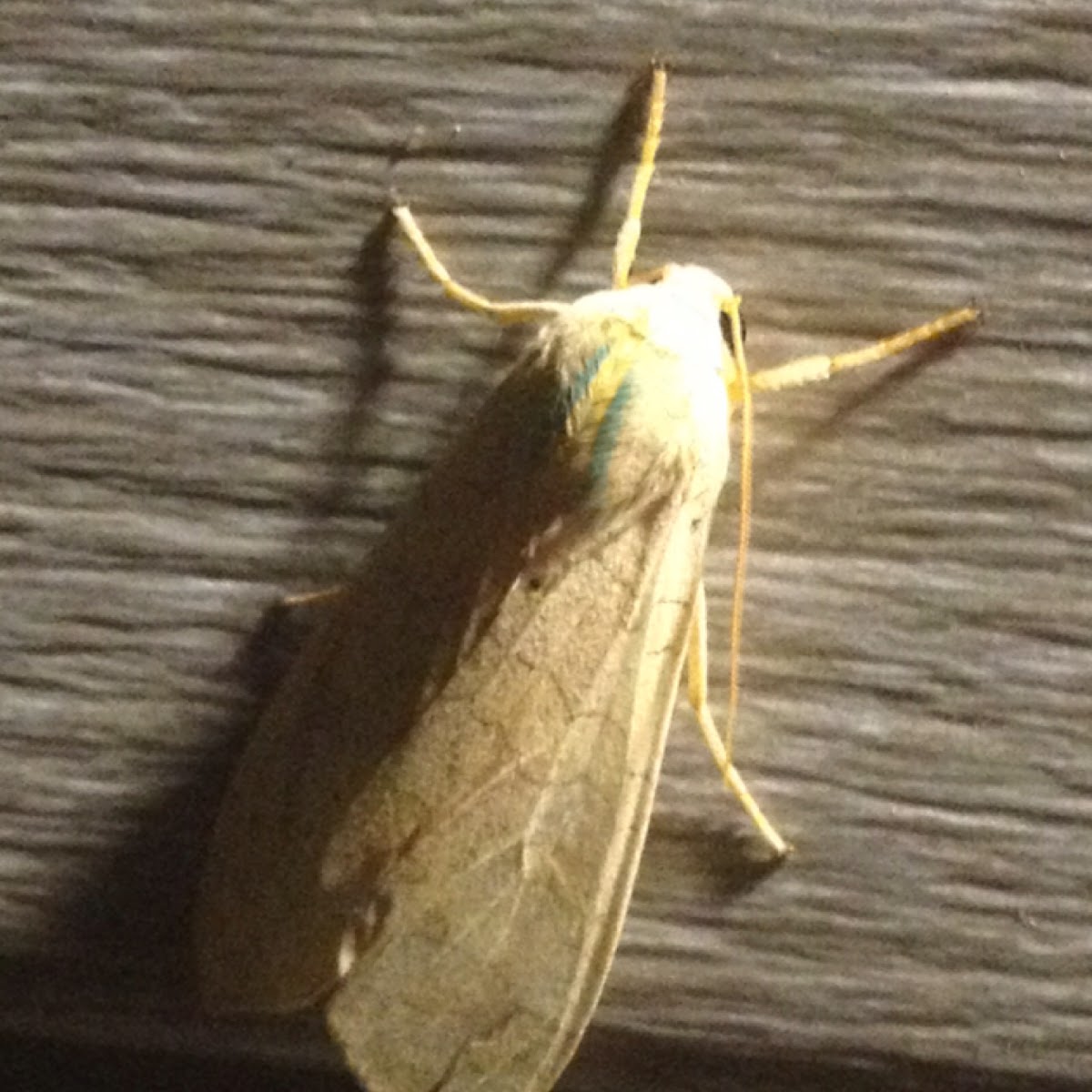 Banded Tussock Moth