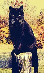 How to download Vintage Cats Wallpapers 1.0 mod apk for laptop