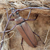 longhorned beetle