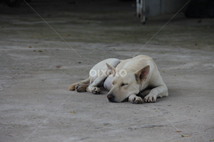 Sleeping Thai Dog by Wutthichai Phothachai -  