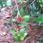 Bush or small tree with red berries