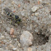 Sand wasp (female)
