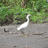 Snowy Egret, Amerikaanse kleine zilverreiger