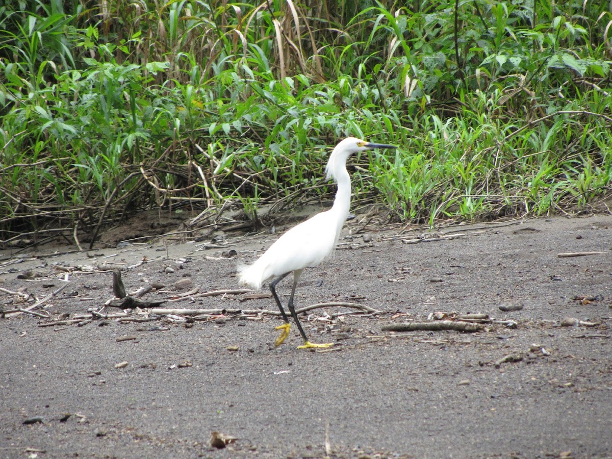 Snowy Egret, Amerikaanse kleine zilverreiger