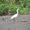 Snowy Egret, Amerikaanse kleine zilverreiger