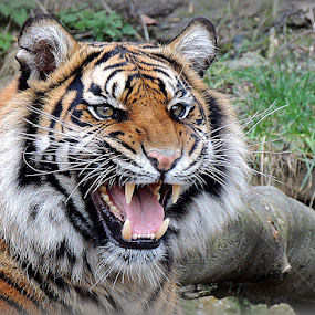 Feisty. by Kathryn Willett - Animals Lions, Tigers & Big Cats