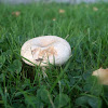 milk-cap mushroom