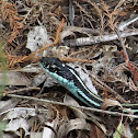 Orange-striped Ribbon Snake