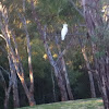 Yellow crested cockatoo