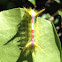 Wattle Cup Caterpillar