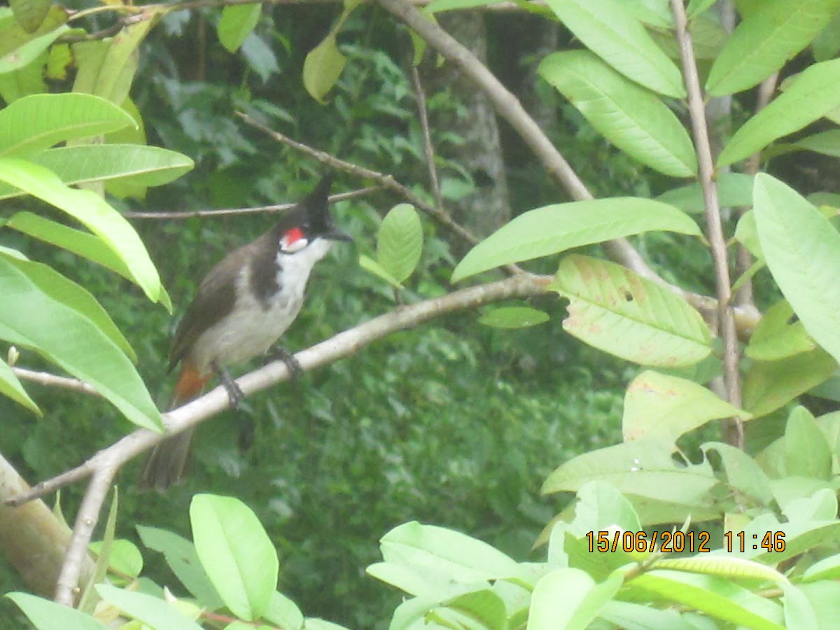 Red-whiskered Bulbul