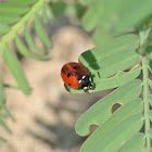 Seven Spotted Lady Beetle