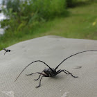 Sawyer Long-Horned Beetle