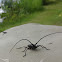 Sawyer Long-Horned Beetle