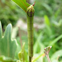 Hawkmoth caterpillar