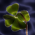 Lucky Clover LWP logo
