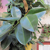 Rubber plant(Árvore da borracha)