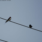 Barn Swallow