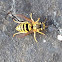 Yellow Jacket