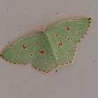 Red-dotted Emerald