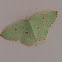 Red-dotted Emerald