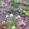 Garlic mustard