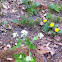 Garlic mustard