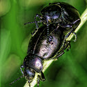 Bloody-nosed Beetle